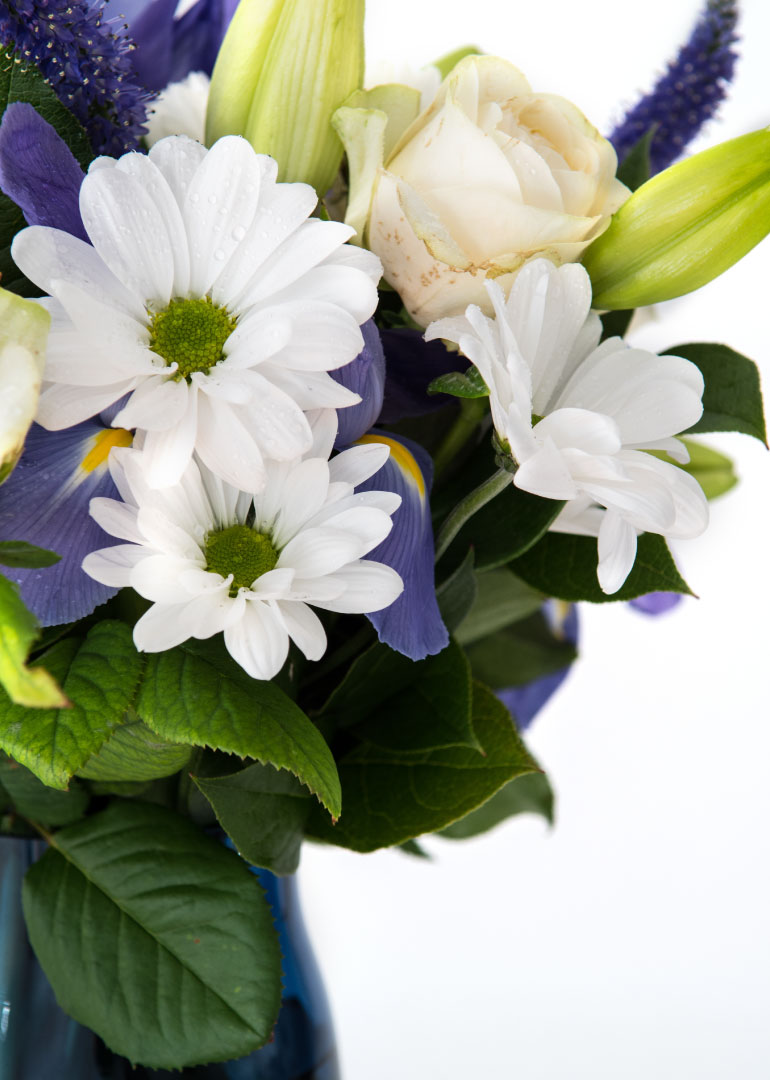 Bouquet of white daisies and cream roses with green leaves in blue vase