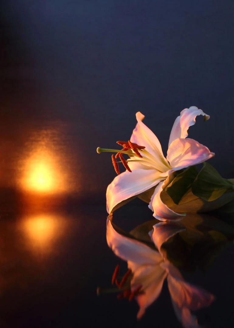 White lily resting on a dark reflective surface beside warm glowing light.