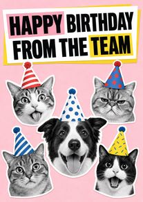 Black and white cats and a dog wear party hats on a pink birthday card.