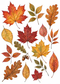 A white card featuring a scattered arrangement of detailed watercolour autumn leaves, branches and acorns.