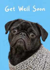 A black pug in a grey knitted jumper against a blue background, with the words “Get Well Soon”.