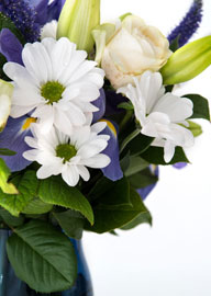 Elegant bouquet with white daisies and cream roses in blue vase