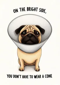 Pug in Cone Collar Says You Don't Wear One Today